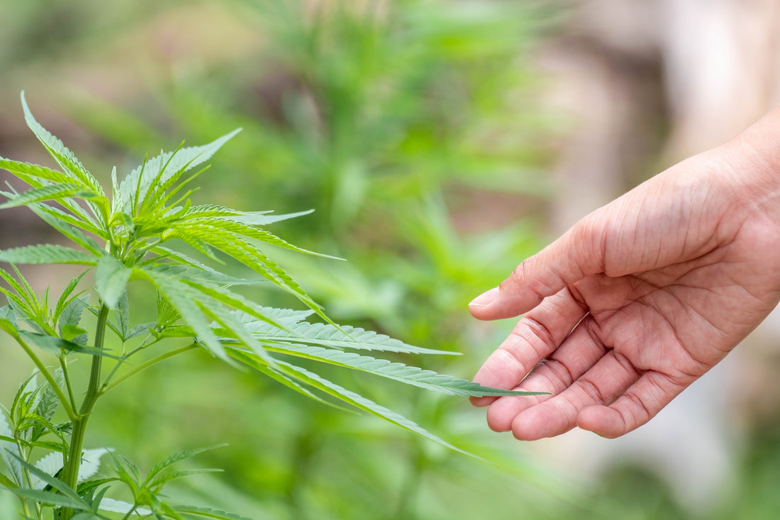 Health: Is weed good for you in treating ailments?