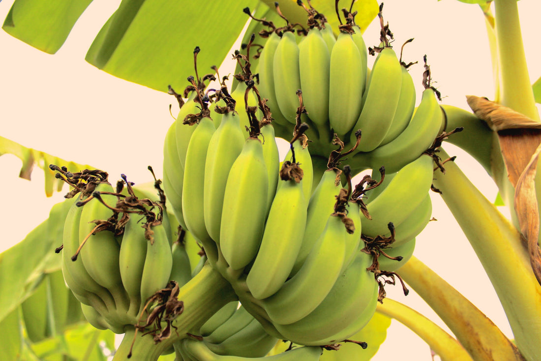 Bananas - More than just a fruit