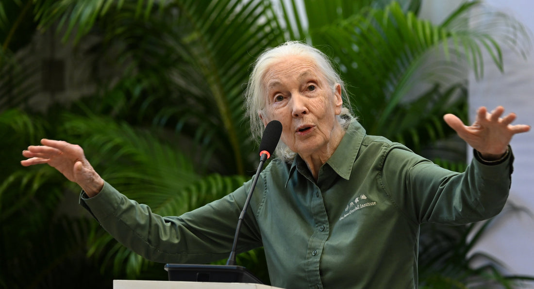 Tribute to Dr Jane Goodall